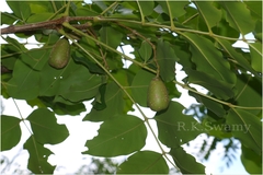 Schrebera swietenioides